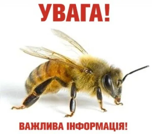 Оголошення